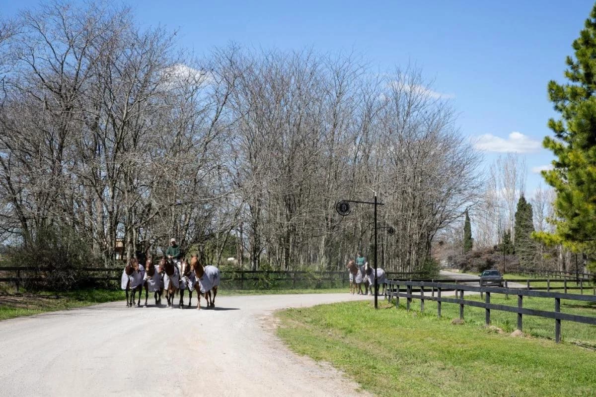 Imagen del emprendimiento La Dolfina Polo Ranch, Ruta 205 km 57, Cañuelas